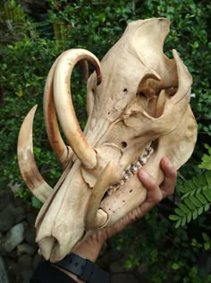 a person holding an animal skull in front of some trees and bushes with their hands