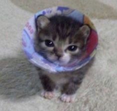 a small kitten with a cone around its neck