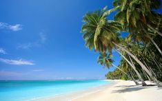 palm trees line the beach in front of blue water and white sand on a sunny day