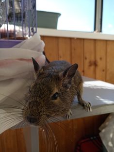 a rodent sitting on top of a table next to a window