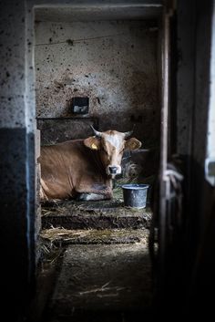 a brown cow laying down in a barn next to a bucket and some hay on the ground