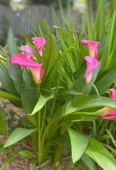 pink flowers are blooming in the garden