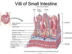 Small Intestine, Female Reproductive System, Reproductive System, Plexus Products, Three Dimensional, Medical