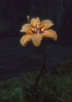 a flower that is sitting in the grass near some water and rocks, at night