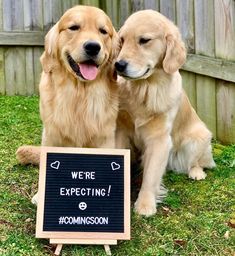 two golden retriever dogs sitting next to each other in front of a sign that says we're expecting