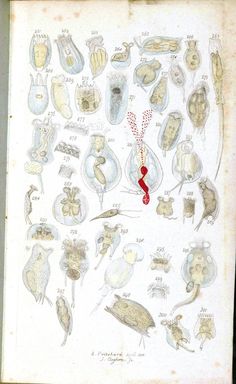 an old book with drawings of animals and plants in it's pages, showing the various stages of development