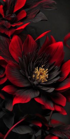 red and black flowers with green leaves in the center, on a dark gray background