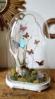 a glass dome with butterflies in it on top of a wooden table next to a mirror