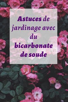 pink flowers with the words astouces de jardinage avec du bicarbonate de soude