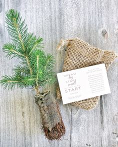 a small pine tree sitting next to a burlap bag