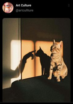 two cats sitting on top of a table next to each other in front of a mirror