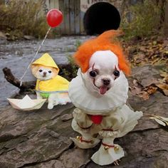 a small dog dressed up as a clown and a little dog in a costume on the rocks