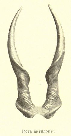 an illustration of two horns with long, curved tails