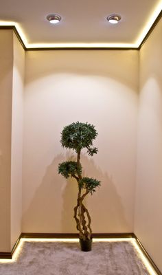 a bonsai tree in the corner of a room with white walls and lights on either side