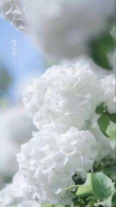 white flowers are blooming in the garden