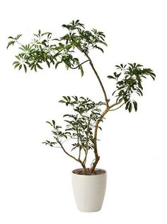 a white potted plant with green leaves on it's top and bottom, in front of a white background