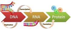 a diagram showing the different types of proteins