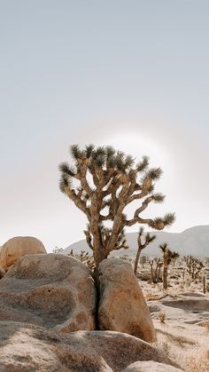 a joshua tree in the middle of some rocks