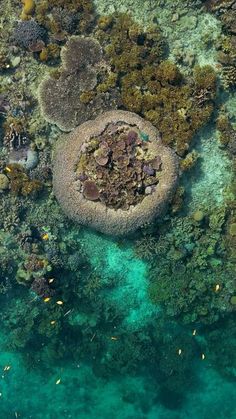 an aerial view of the ocean with corals and other marine life on it's surface