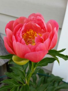 a large pink flower sitting on top of a green plant