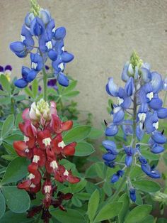 two blue and red flowers in front of a wall