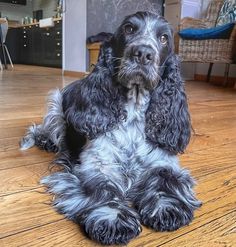 a black and white dog laying on top of a wooden floor