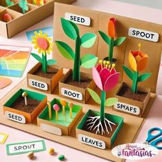 an assortment of plant life in cardboard boxes with flowers and seeds on the table next to them