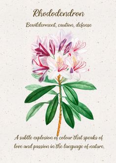 an illustration of a flower with the words rhododendron written below it