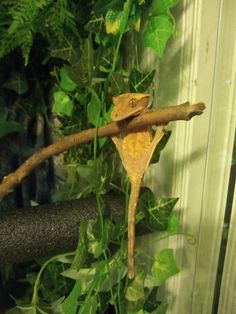 an orange and yellow lizard on a branch in front of some green plants with leaves