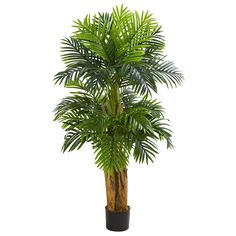 a palm tree in a black pot on a white background