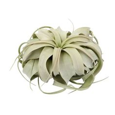 an air plant is shown on a white background