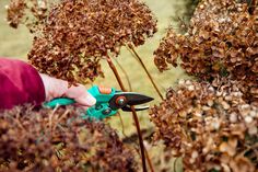 a person is pruning some plants with gardening shears on it's handles