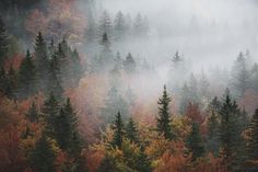 foggy forest with trees in the foreground and colorful foliage on the far side