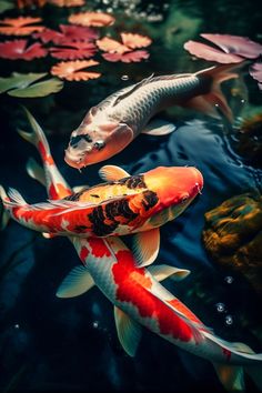 two orange and white koi fish swimming in a pond