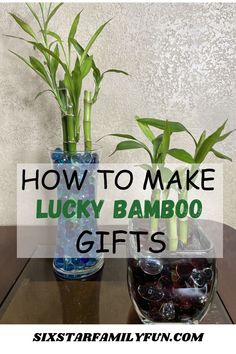 how to make lucky bamboo gifts Lucky Bamboo In Water, Lucky Bamboo Decor, Bamboo Plant Indoor, Best Retirement Gifts, Bamboo Planter, Lucky Plant