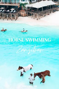 horses swimming in the water with people and houses in the background text reads horse swimming zangaga