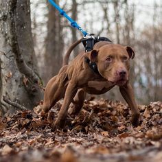 a brown dog with a blue leash running through the leaves in front of a tree