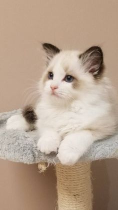 a white and gray cat laying on top of a scratching post