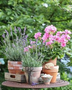 several potted plants sitting on top of a wooden table in front of some trees