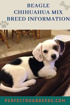 a black and white dog laying on top of a bed with the words beagle chihuahua mix breed information