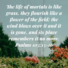 flowers with a bible verse about the life of motivs as like grass, they flourish like a flower of the field