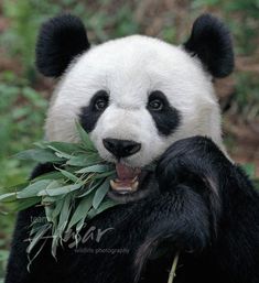 a black and white panda bear eating leaves