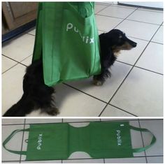 a small dog carrying a green bag on it's back while standing next to a white tile floor