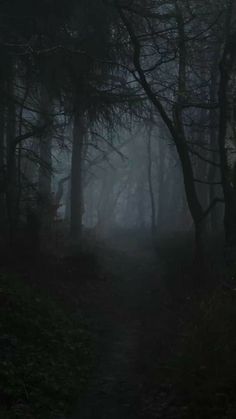 a dark path in the woods with trees on both sides and foggy skies above