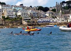 several people in kayaks with dolphins swimming near the shore and houses on the other side