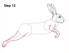 how to draw a bunny rabbit step by step