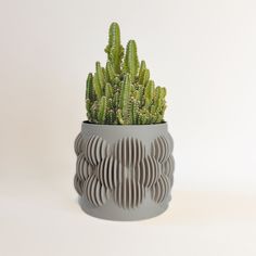 a small cactus in a grey pot on a white surface with the plant's leaves arranged around it