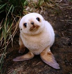 a small white monkey sitting on the ground