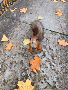 a squirrel standing on top of a cement ground next to leaves and metal railings