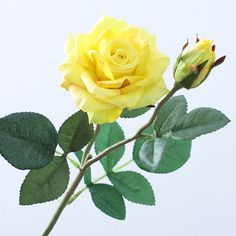 a single yellow rose with green leaves on a white background in front of the camera